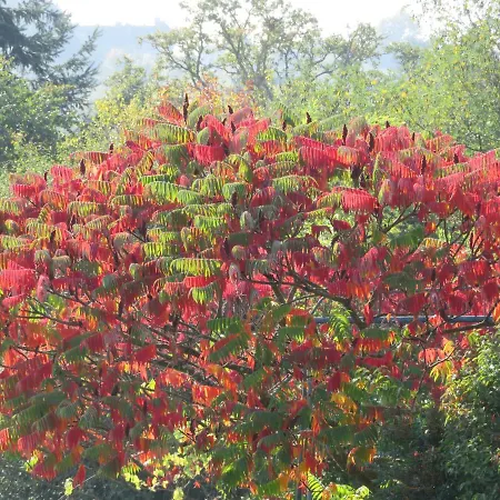 Ecrin De Verdure Gasthof Sainte-Suzanne (Mayenne)