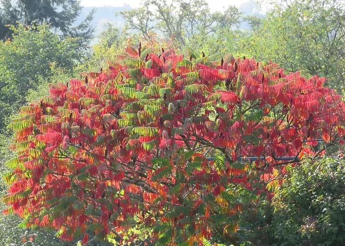 Ecrin De Verdure Affittacamere Sainte-Suzanne (Mayenne)